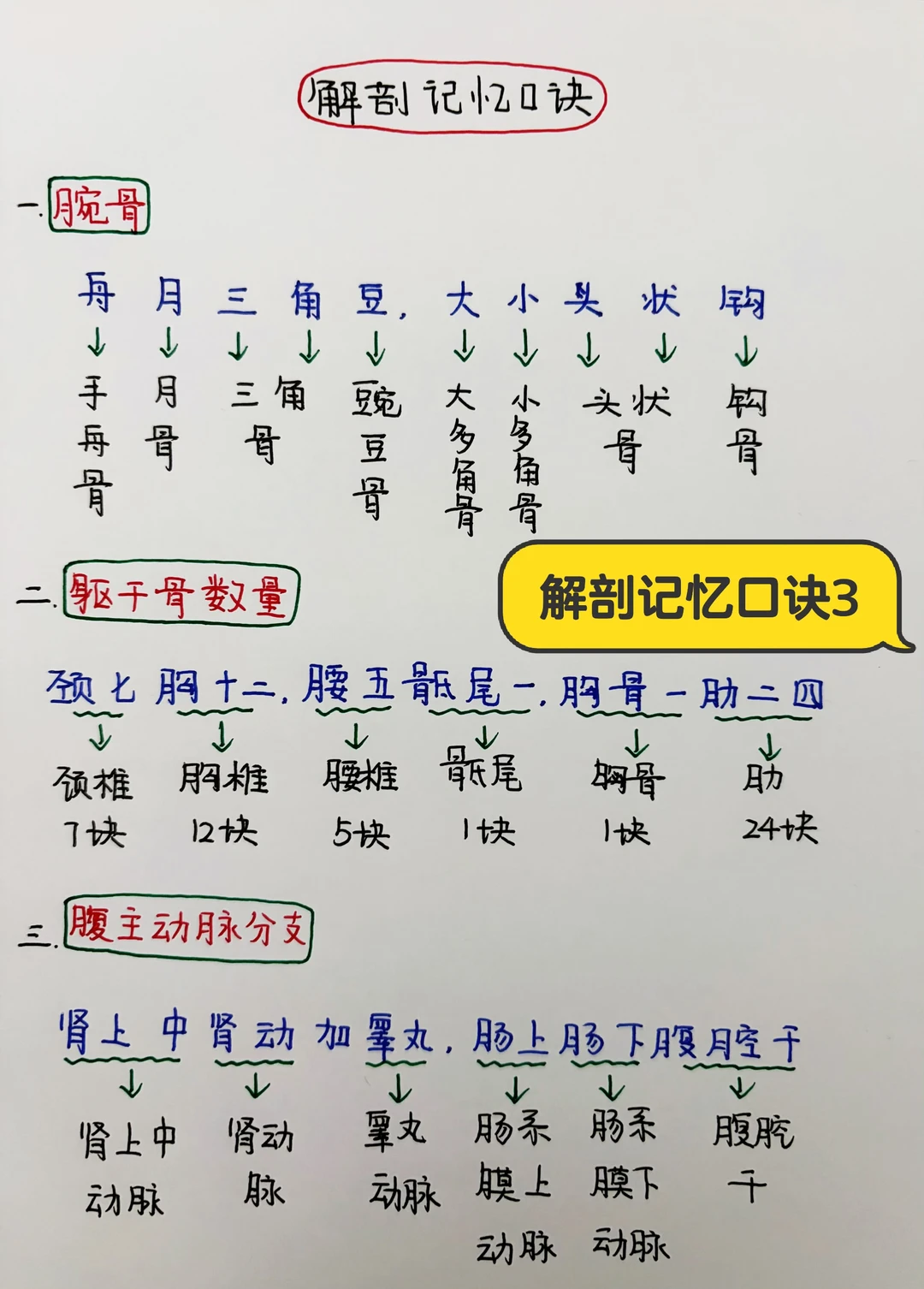 今日学习打卡——解剖记忆口诀3