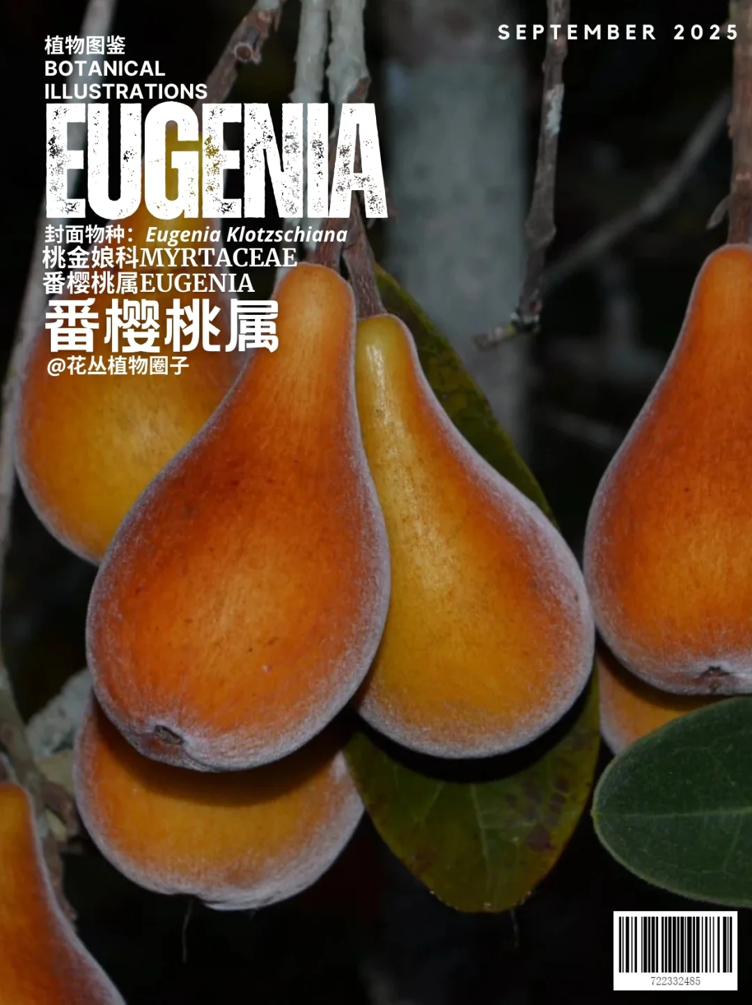 番樱桃属Eugenia