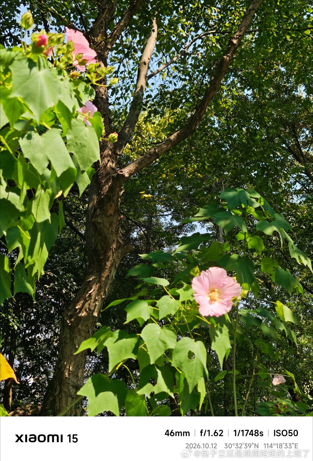 又到了秋高气爽可以爬山的季节了
武汉真的热晕了
问了豆包 这个粉色花花是木芙蓉
踩点下山回去还能睡一觉，下午继续当牛马  ​