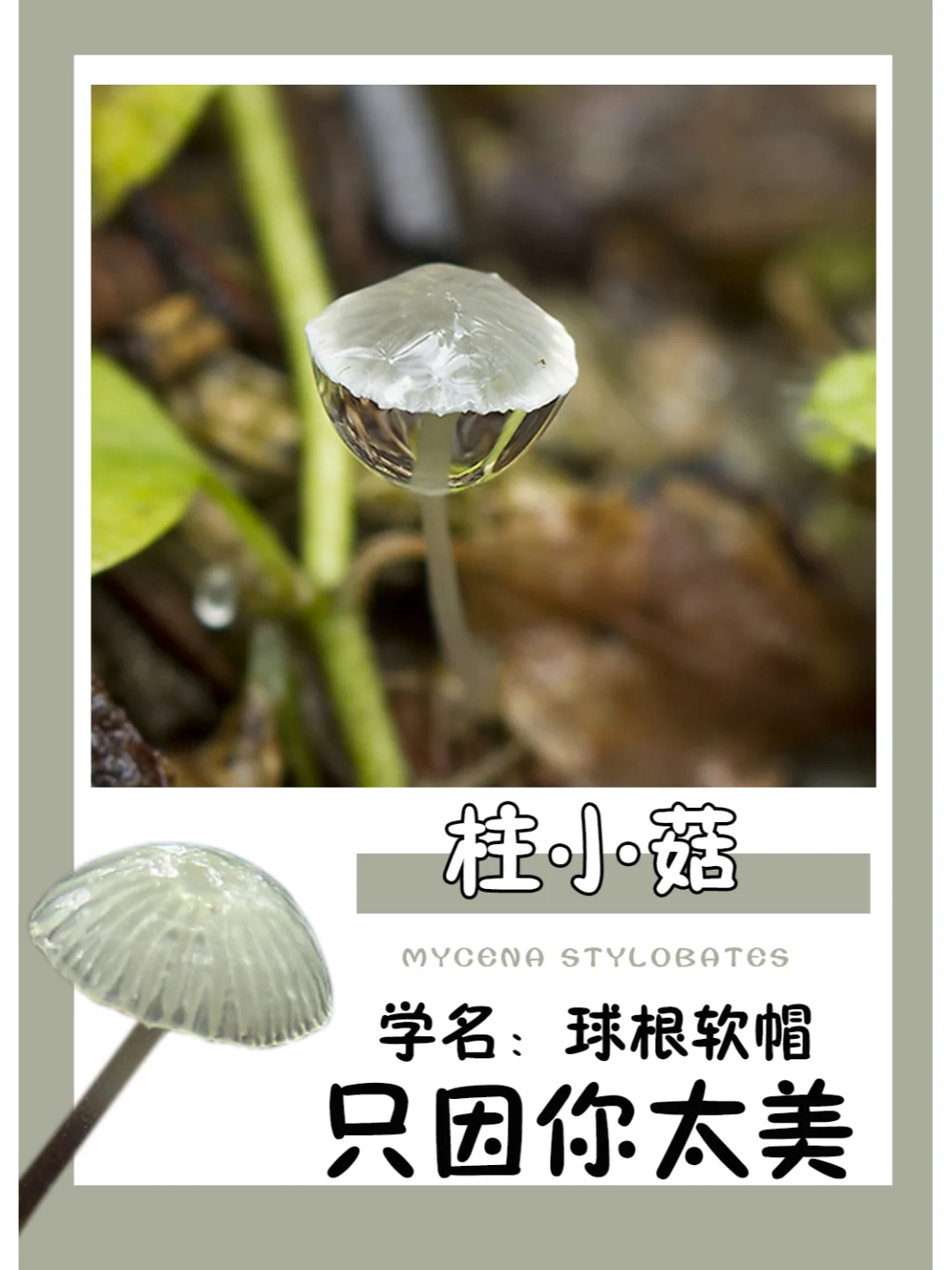 单纯被它的颜值吸引