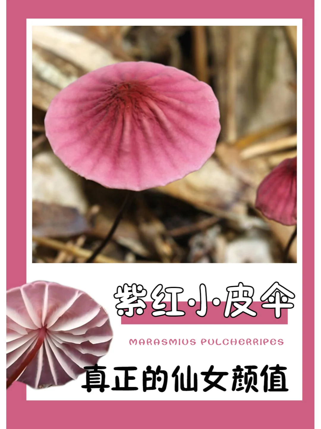 点进来，看仙女~