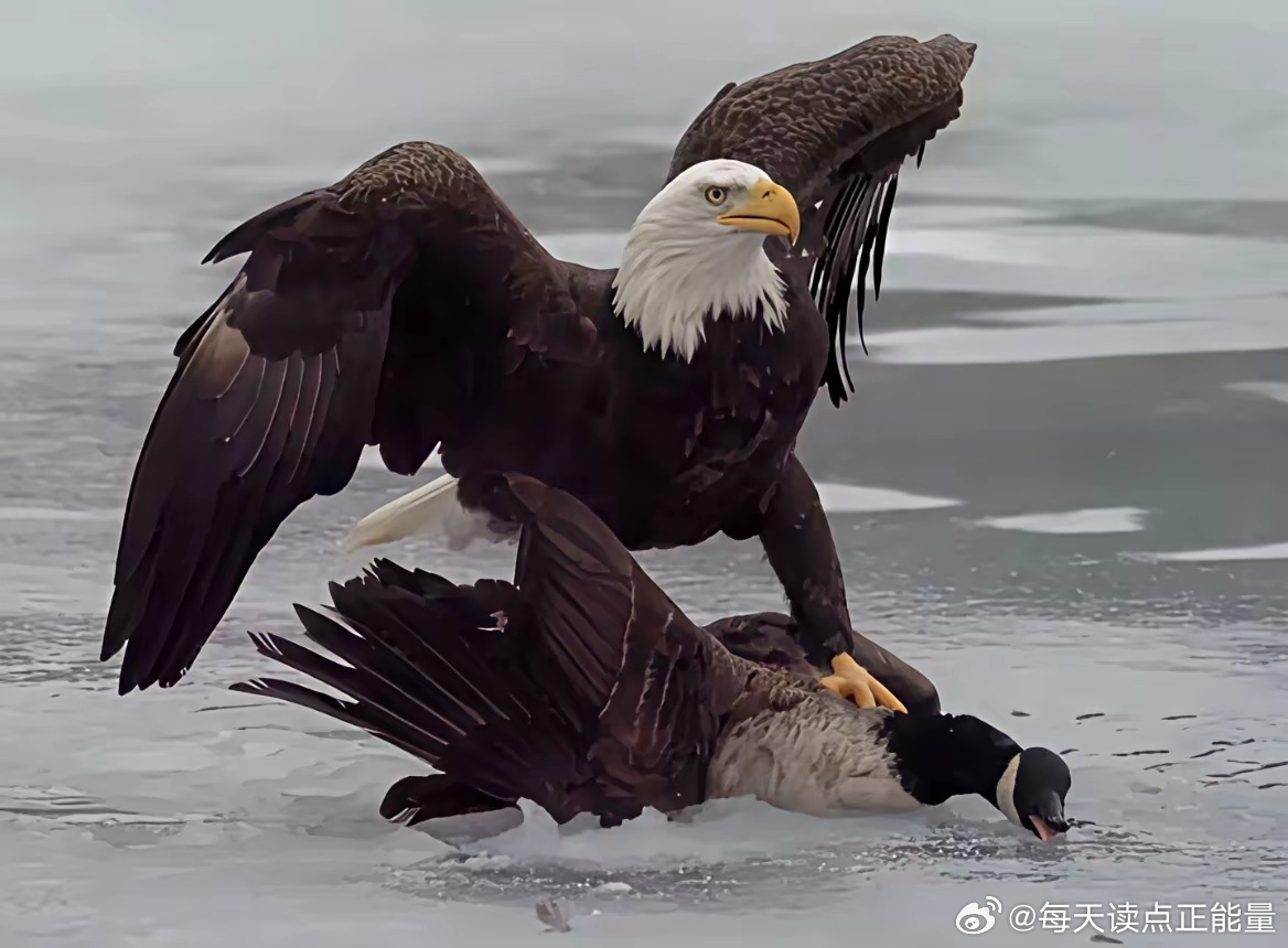 加拿大让美国破防了！

在加拿大宣布对美国实施对等关税反制后，美国副总统万斯直呼“出乎意料”，同时，白宫发布了一张一只白头海雕摁住一只加拿大鹅摩擦的图片。
美国发布这张图片的用意是什么呢？人们首先联想到的是霍尔木兹海峡。在伊朗死死扼住这个咽喉，而美军又无法摧毁伊朗对海峡控制能力的情 ​
