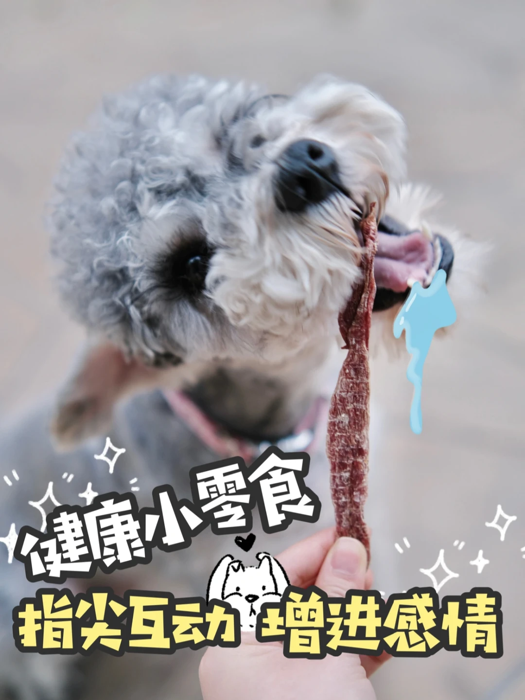 狗子的健康小零食分享💕指尖互动增进感情