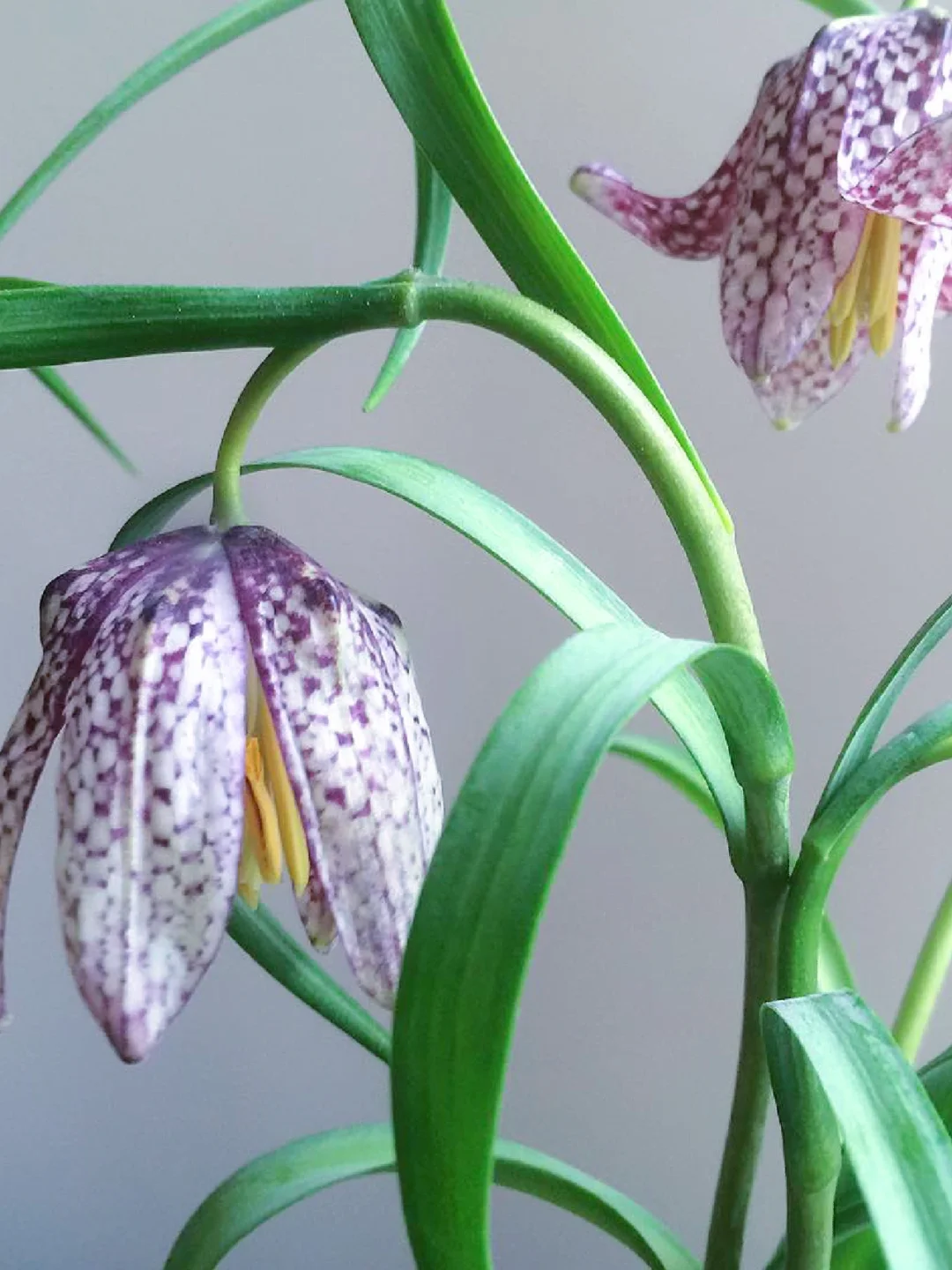 带你每天认识一种花材195｜花格贝母