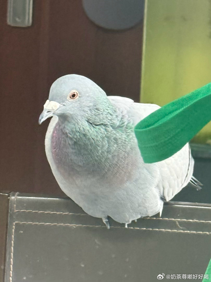谁允许来餐厅的 ​