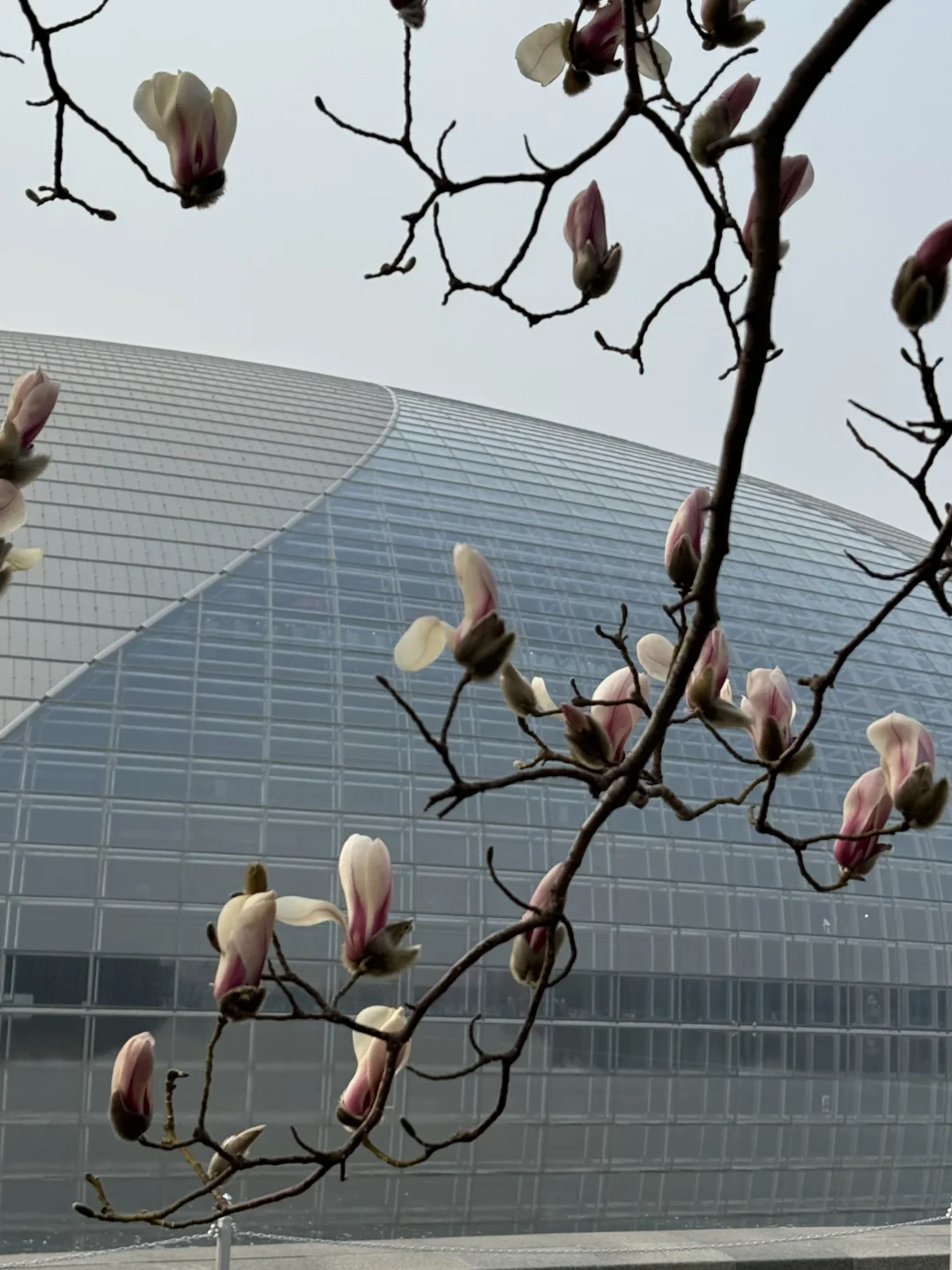 国家大剧院的白玉兰开了