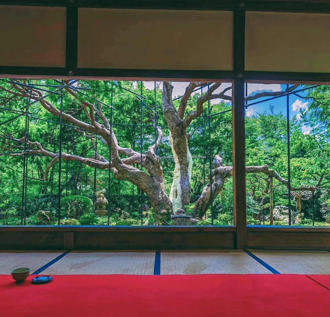 日本京都|包罗万象，大有看头！小众宝泉院