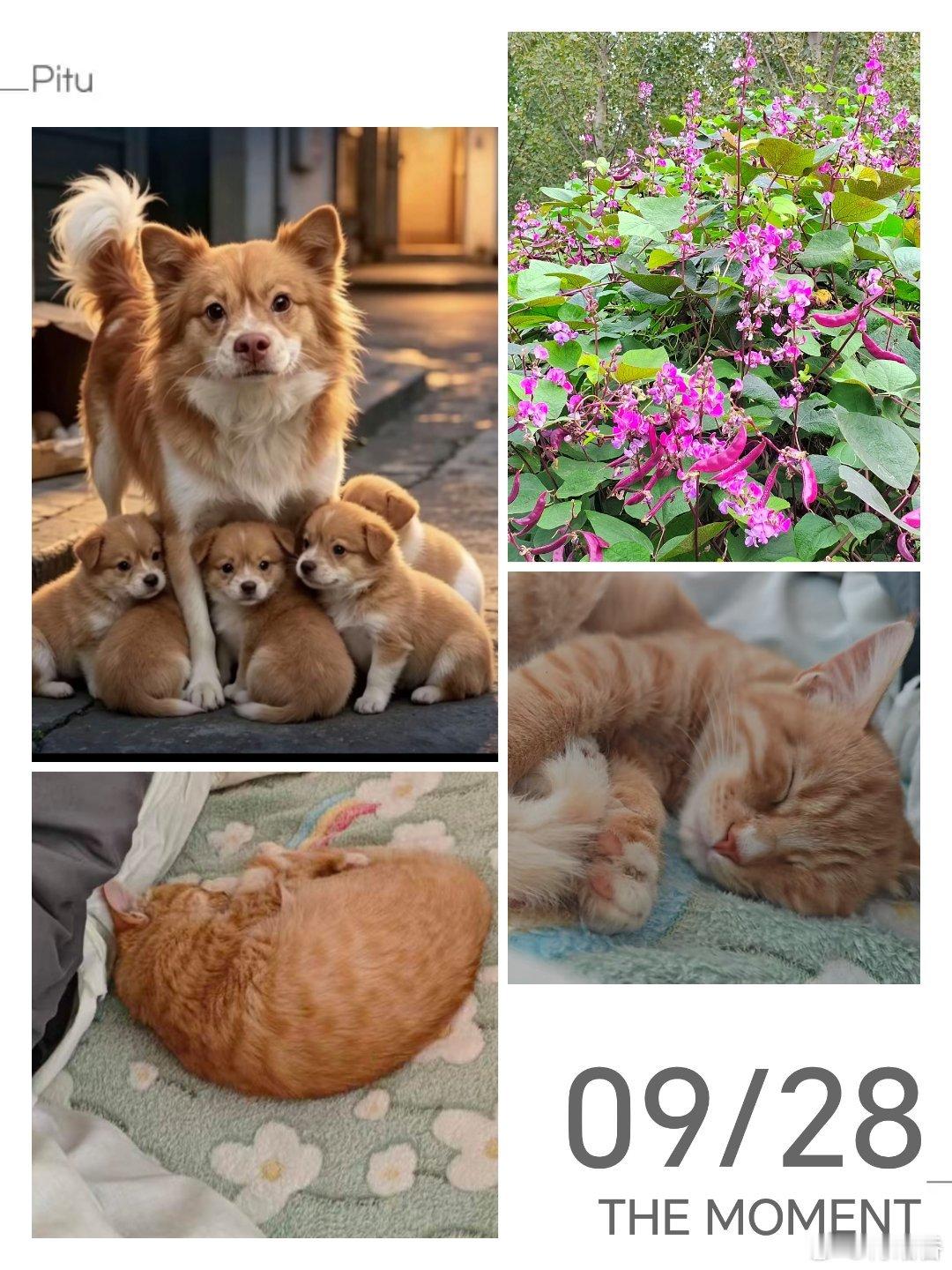 菊的爷爷家的两个猫娃。镐知道我会喜欢，发来。我第一句话是，让上床哎。让上床的村猫，我接触的，极少。 镐说，虽然是散养，每天都能吃饱，村里人少，也安全。菊的爷爷正好百岁离世，我问爷爷不在了，两个猫有人管吧。镐说，有人管，家里有人。于是，今天觉得安心。晚安，亲爱的宝贝！村猫善待动物关爱生命