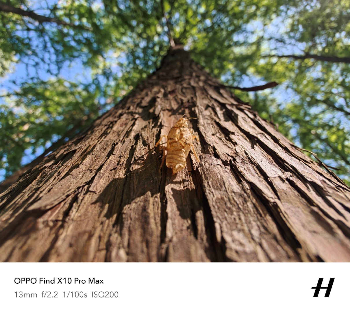 OPPO Find X10 Pro Max样片来了，超广角2亿像素，2亿像素长焦，微距拍摄也得心应手，防抖是稳~ ​
