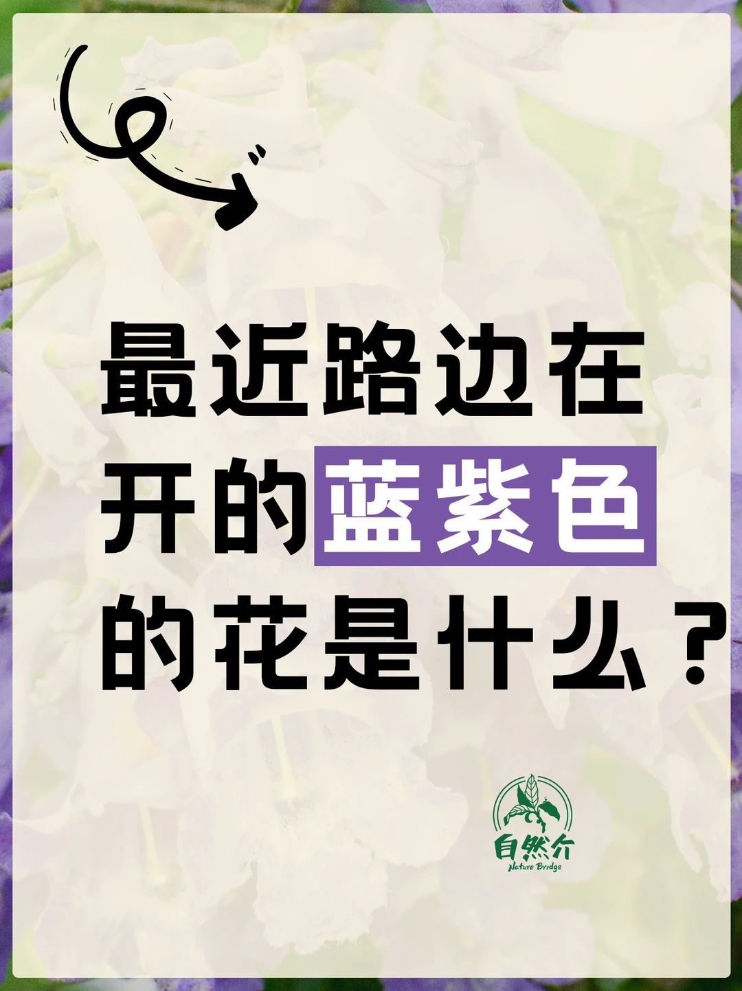 自然挑战｜路边开的蓝紫色的花是什么？