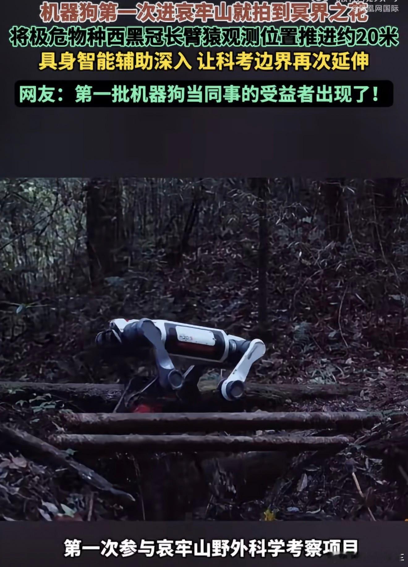 #机器狗第一次进哀牢山就拍到冥界之花#
谁能想到，机器狗第一次闯哀牢山，直接拍到传说里的冥界之花！

哀牢山有多危险不用多说，密林、断崖遍地都是，人进去一不小心就会遇险，很多角落科考队员根本没法靠近。
这次机器狗直接当起科考队员的搭档，钻进人难抵达的深山，不仅拍到了水晶兰，还把西黑冠长 ​