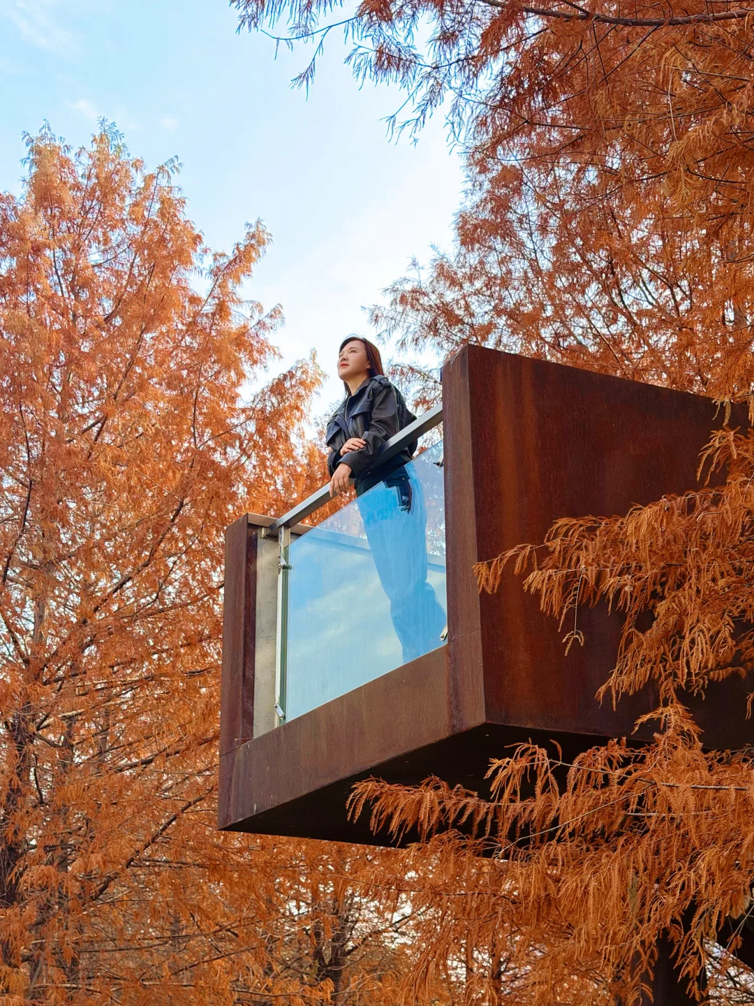 墨水湖的网红杉树已落叶了，错过等一年！