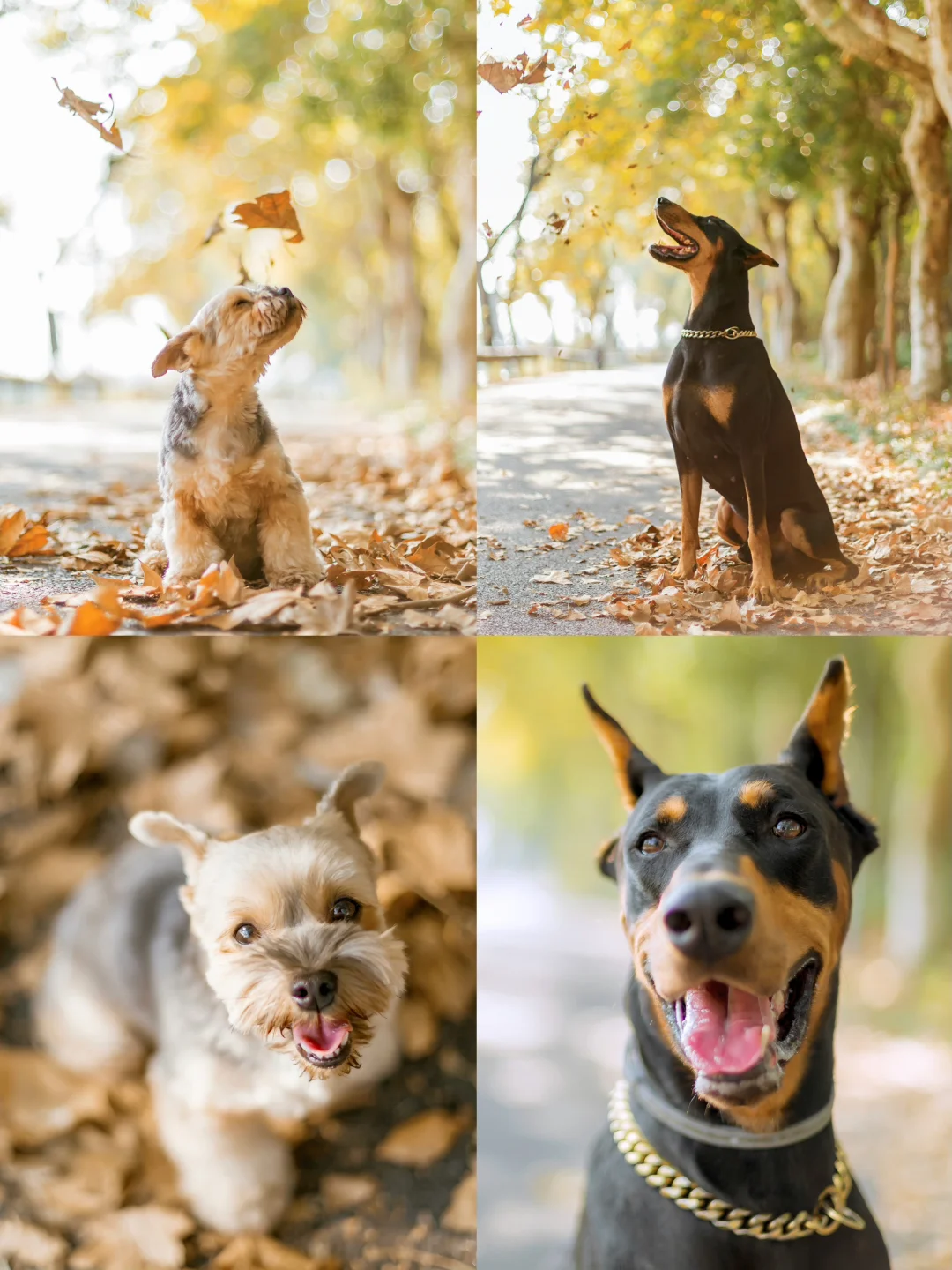 在落叶的季节，按下快门，我留住了小狗的秋天
