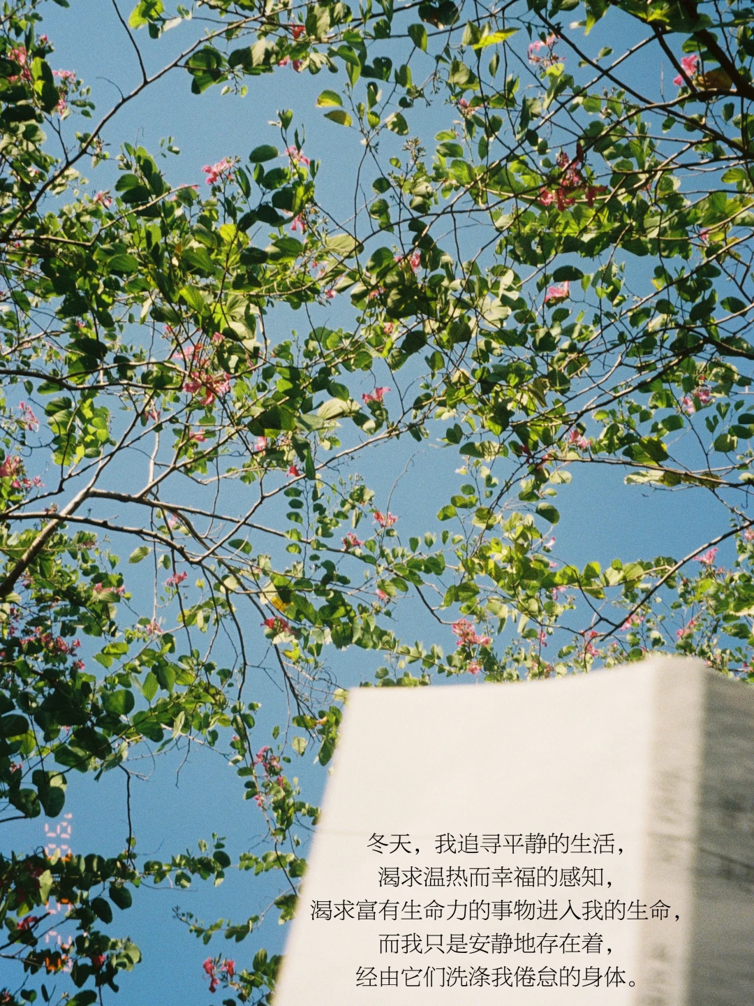 冬天，我的生命需要很多平静、温热和生命力