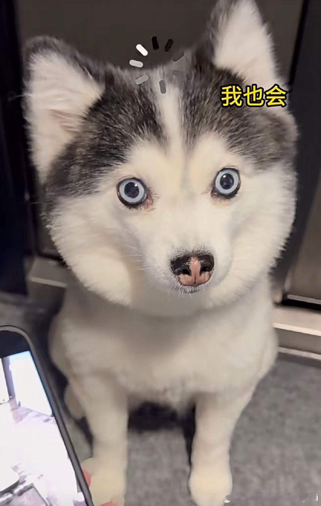 #支付宝辟谣狗腿付##网友称狗腿付才是真接地气#
我下个命令，能帮我去买东西吗🤣AI喊话指令已就位，坐等工具人上线，一键安排到位。 ​
