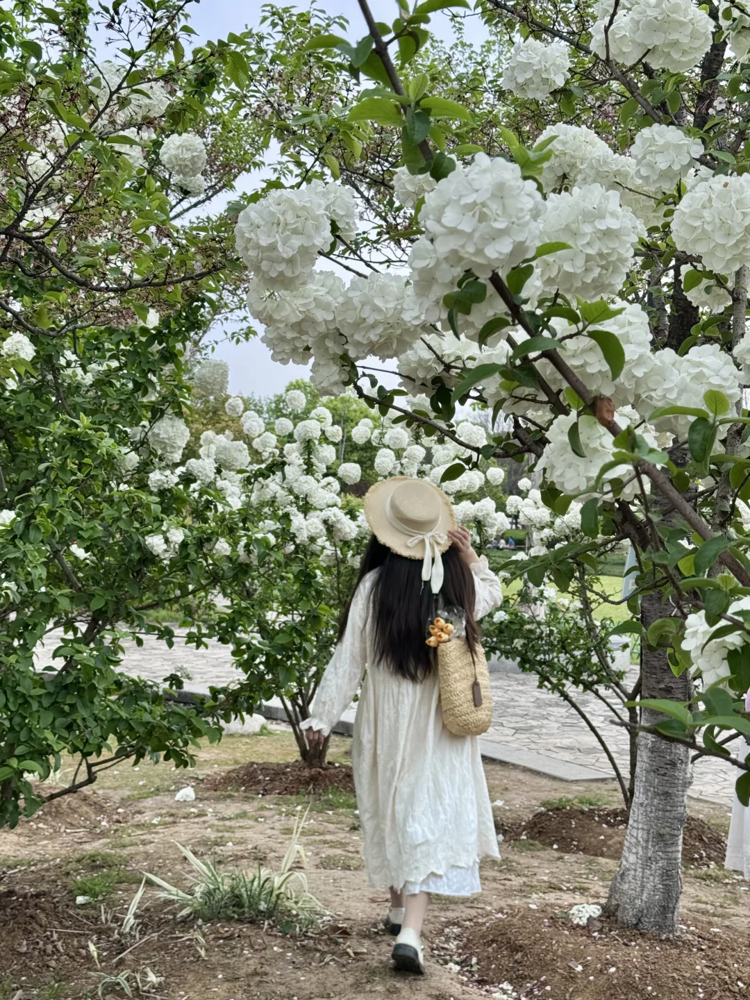 武汉地铁直达，这里绣球花人少免费‼️