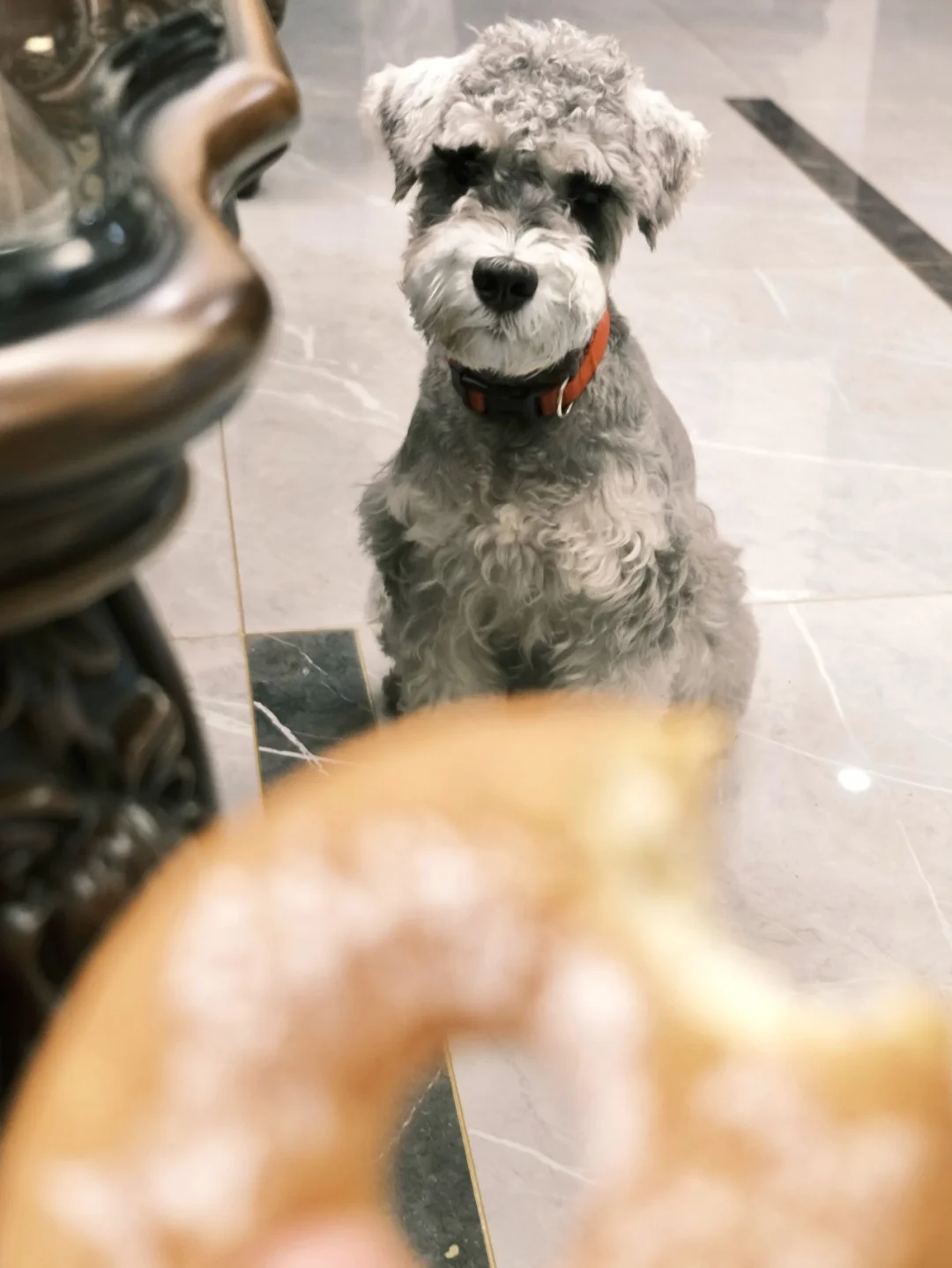 你们家的狗子看你吃东西也会这样吗😂😂