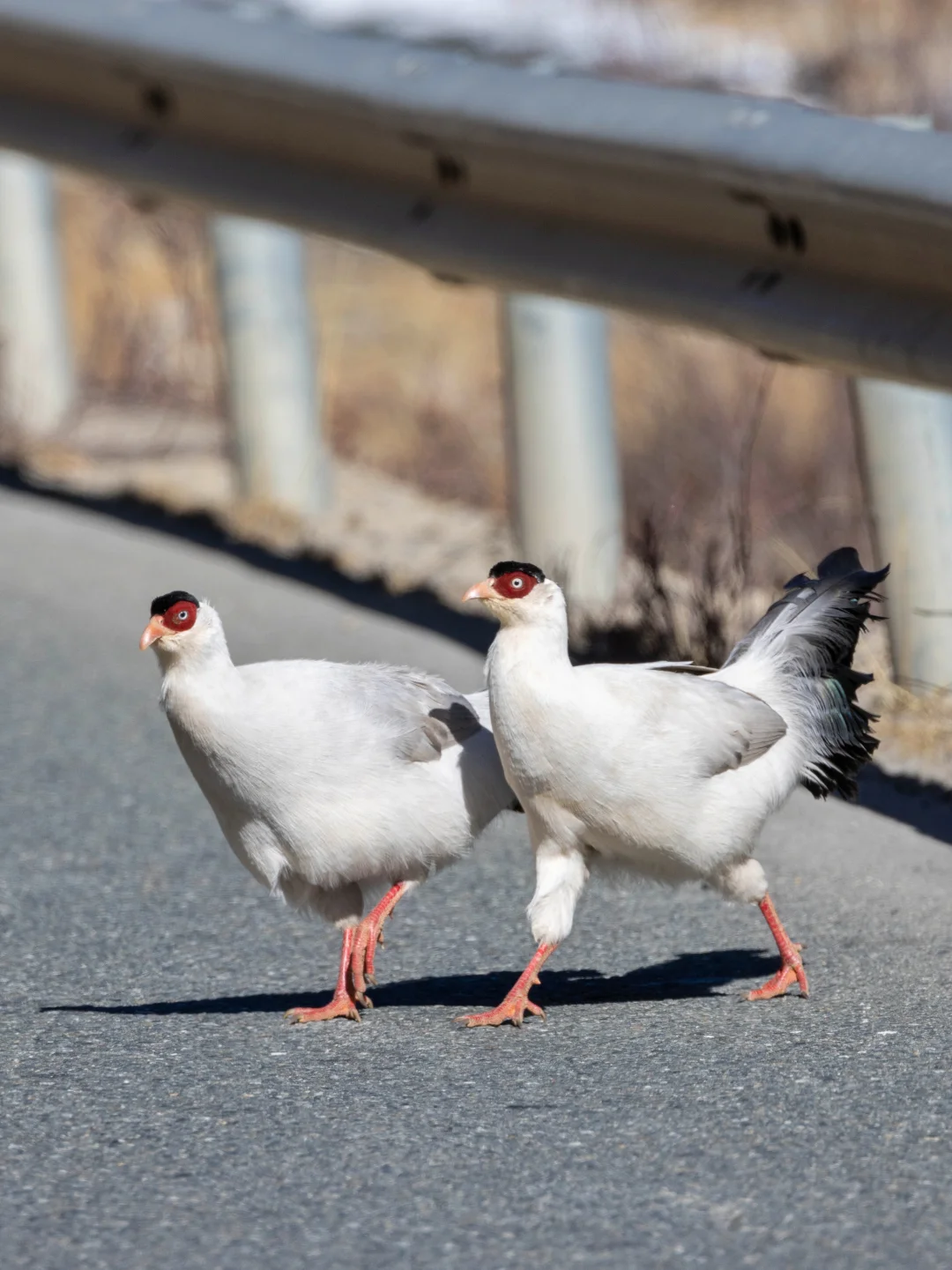 在318国道上来回撞见两次白马鸡过马路！