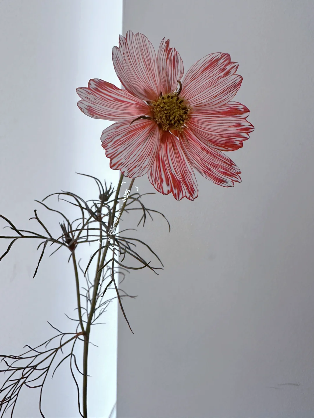 吸色实验室｜波斯菊——脉络