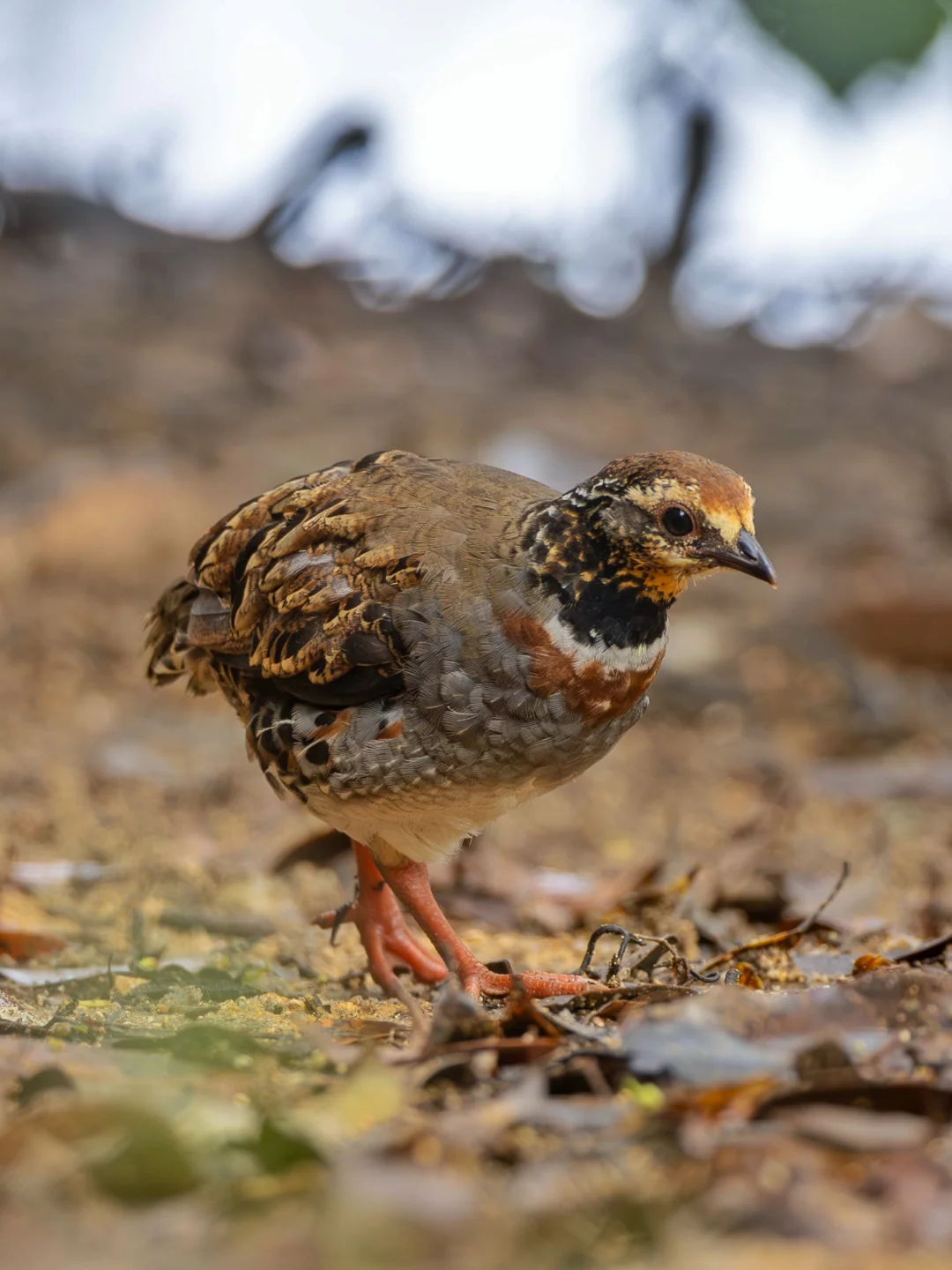谁懂啊？南岭雨后迷雾中见到白眉山鹧鸪！