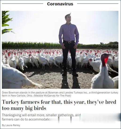 疫情下, 美国火鸡农户慌了: 这些大鸟, 养太多了