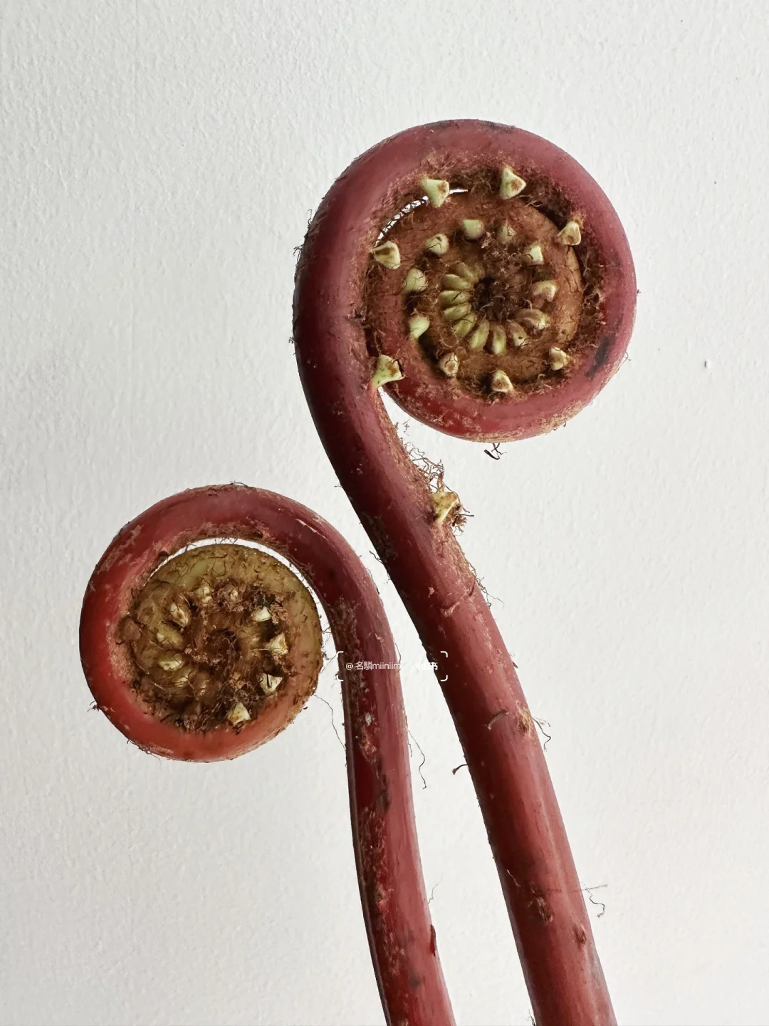 别太离谱｜蕨类野菜也能用做鲜切花，有点克系