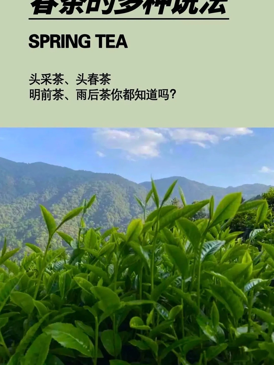 春茶的几种说法，一起来看看吧！