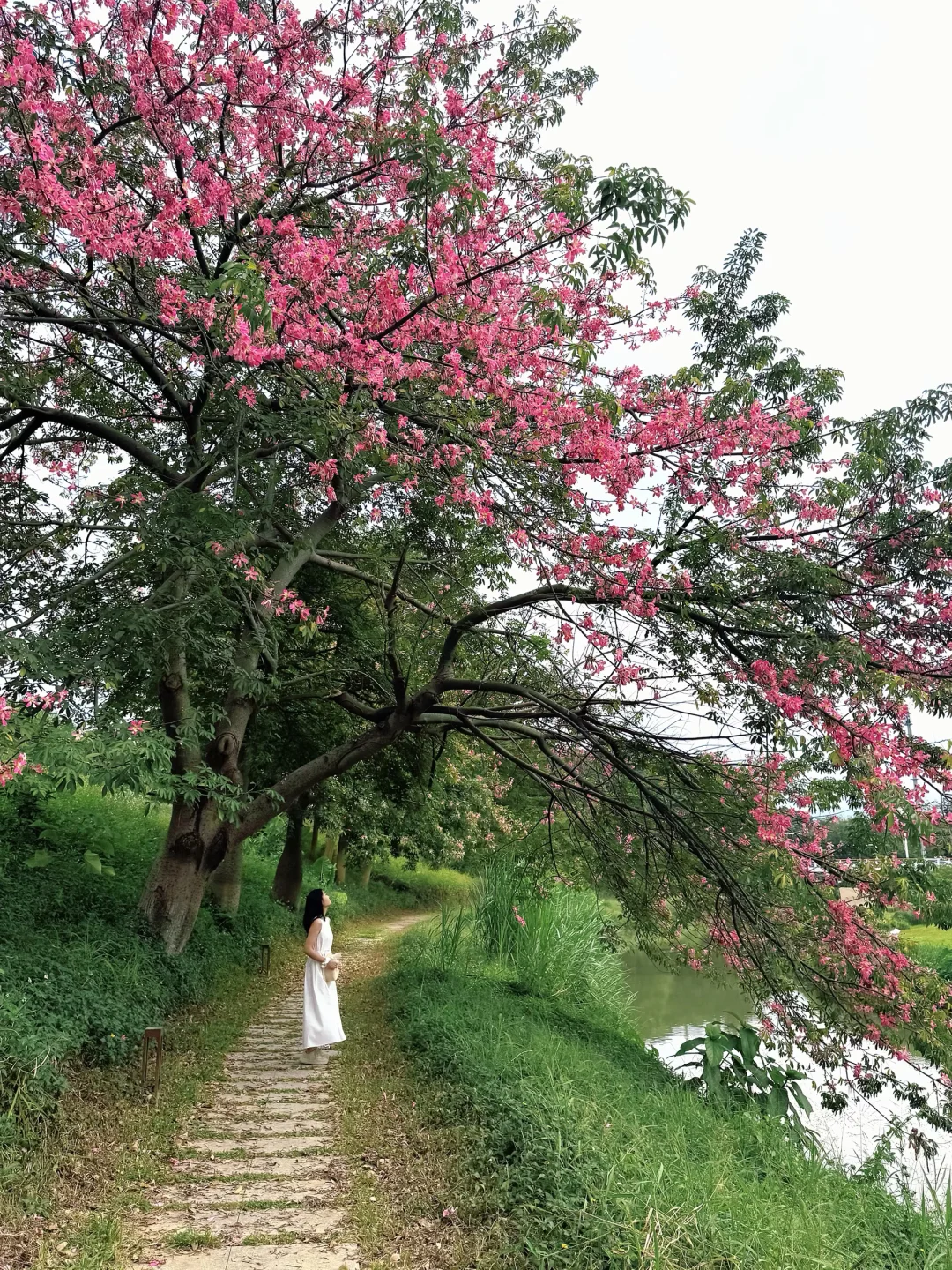 实况live📷广州这棵异木棉简直太有日系感了