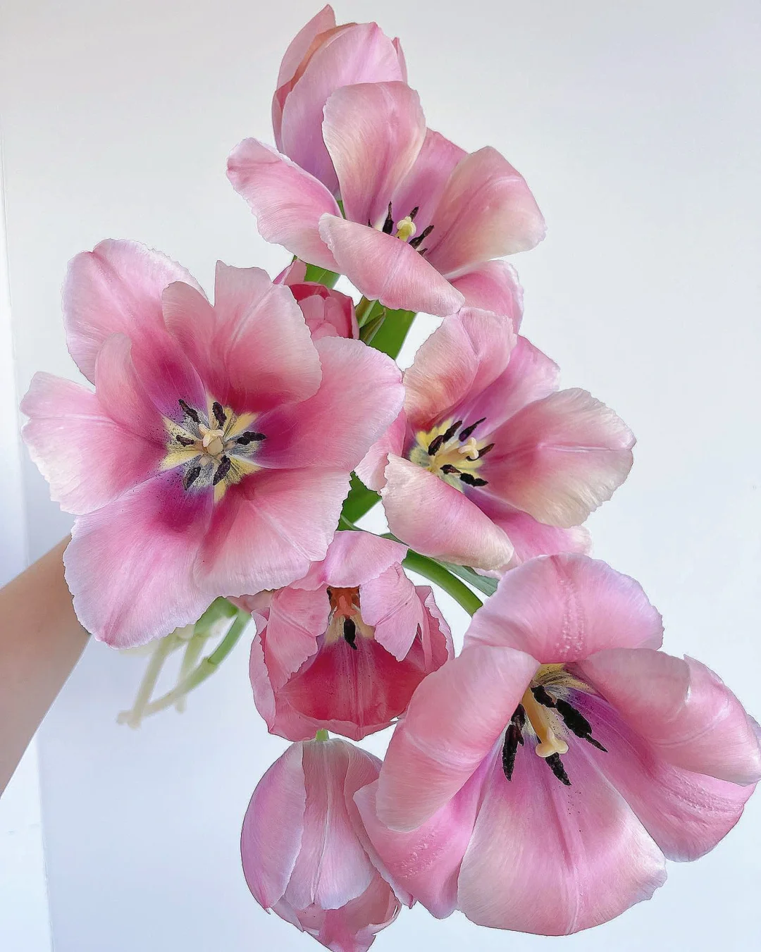 带你每天认识一种花材142｜“安娜”郁金香