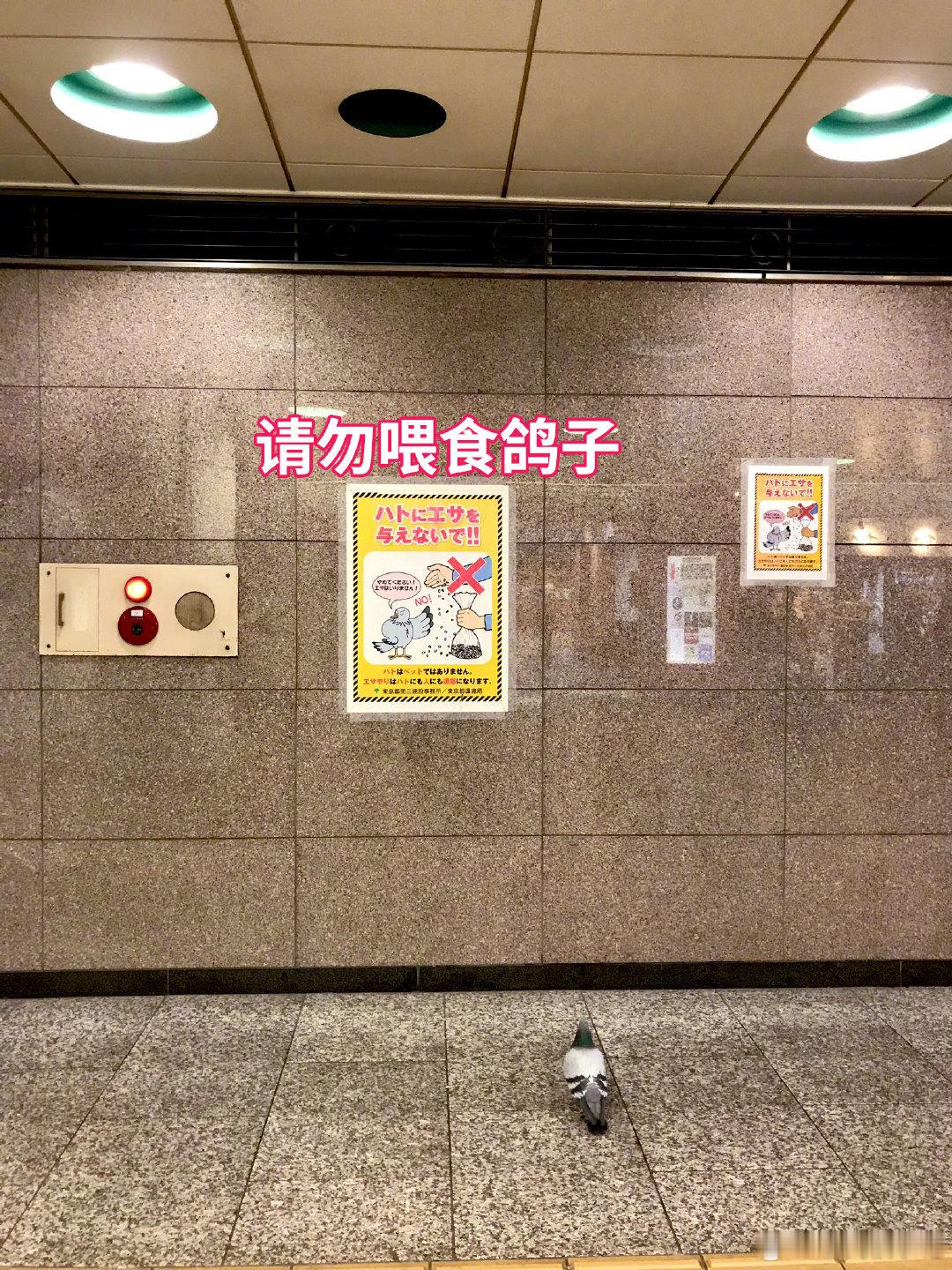 鸽子：？？？ ​