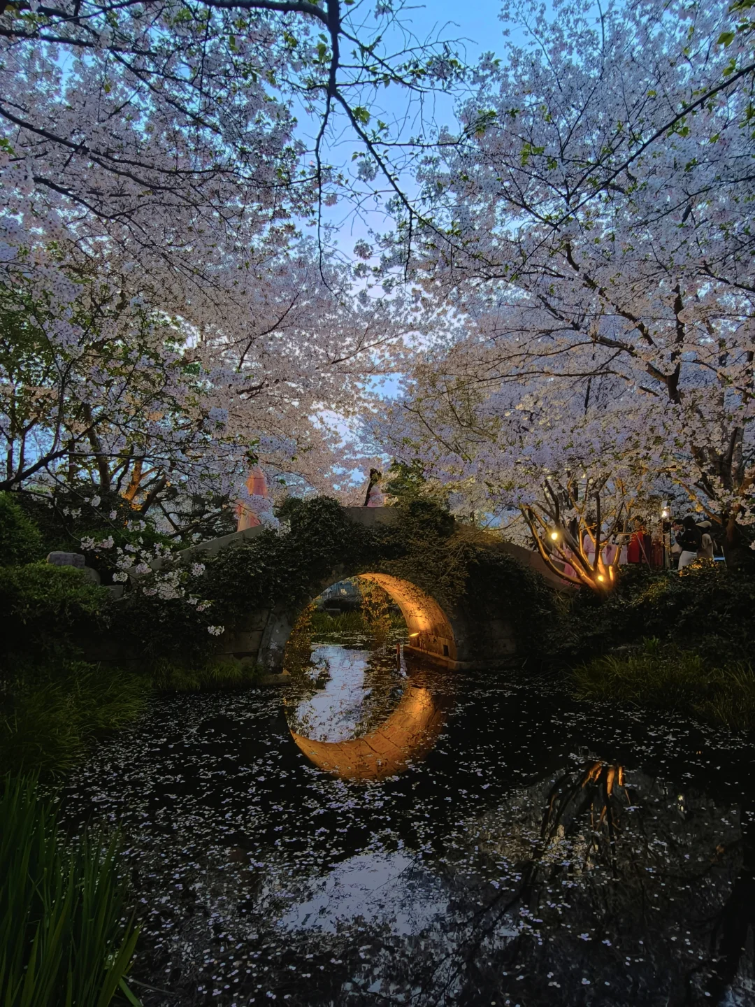 杭州樱花中国院子.梦溪苑3.29实况给一个夯