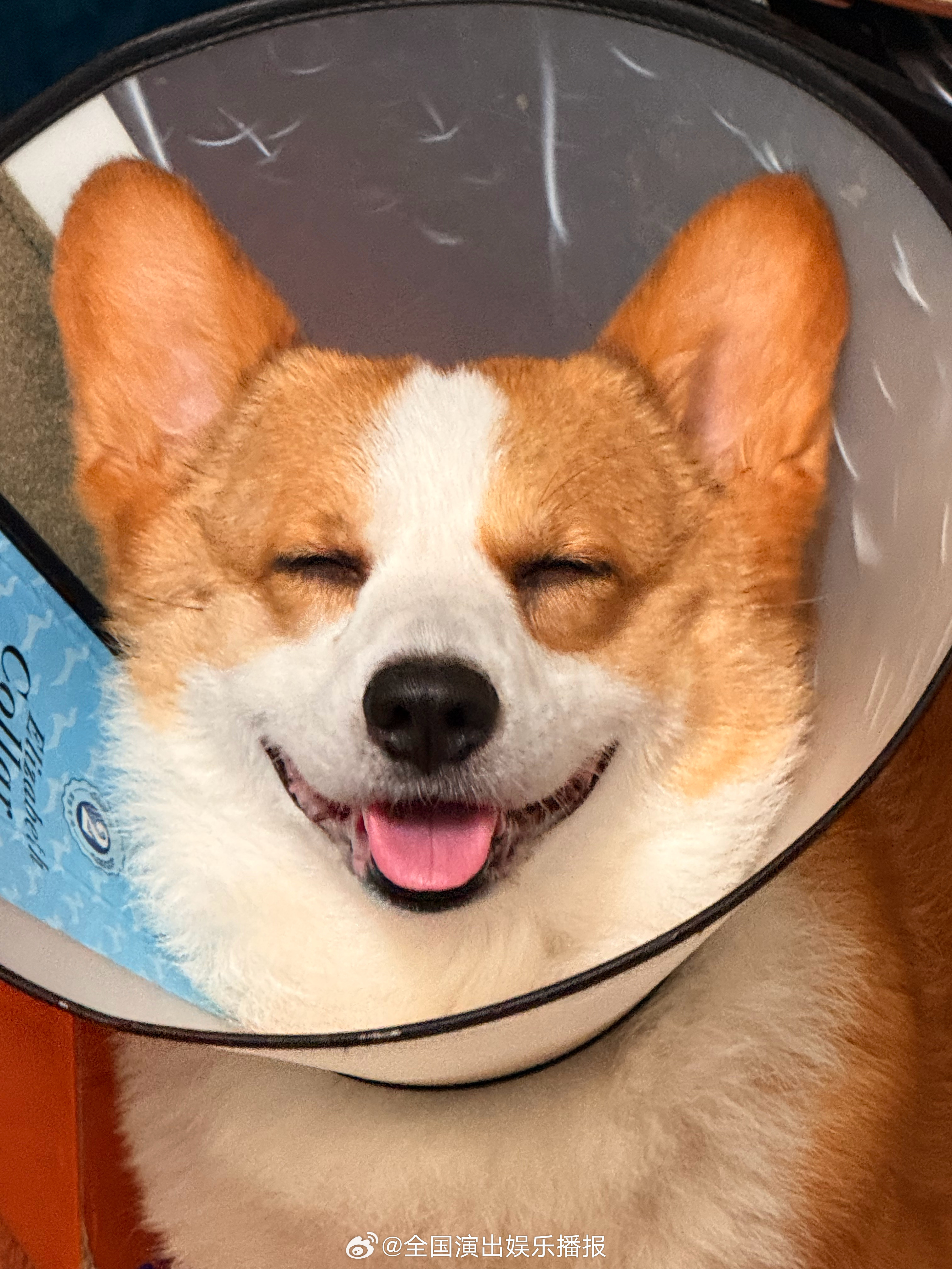 爱犬的颜值依然抗得住原相机 ​​​