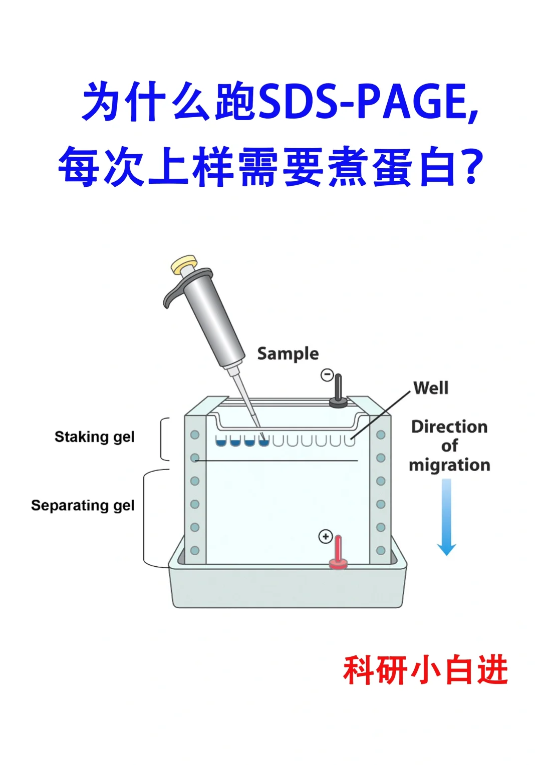 🔥跑蛋白电泳时，为什么要先煮蛋白样品？