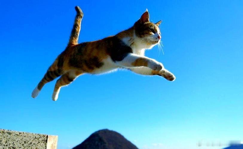 #猫咪[超话]#  
我家猫有个自杀式技能：从高处跳下来的时候一定要用全速，然后落地的时候脚滑，咕噜咕噜滚两圈，还要假装什么都没发生，若无其事地走开。#猫咪# ​