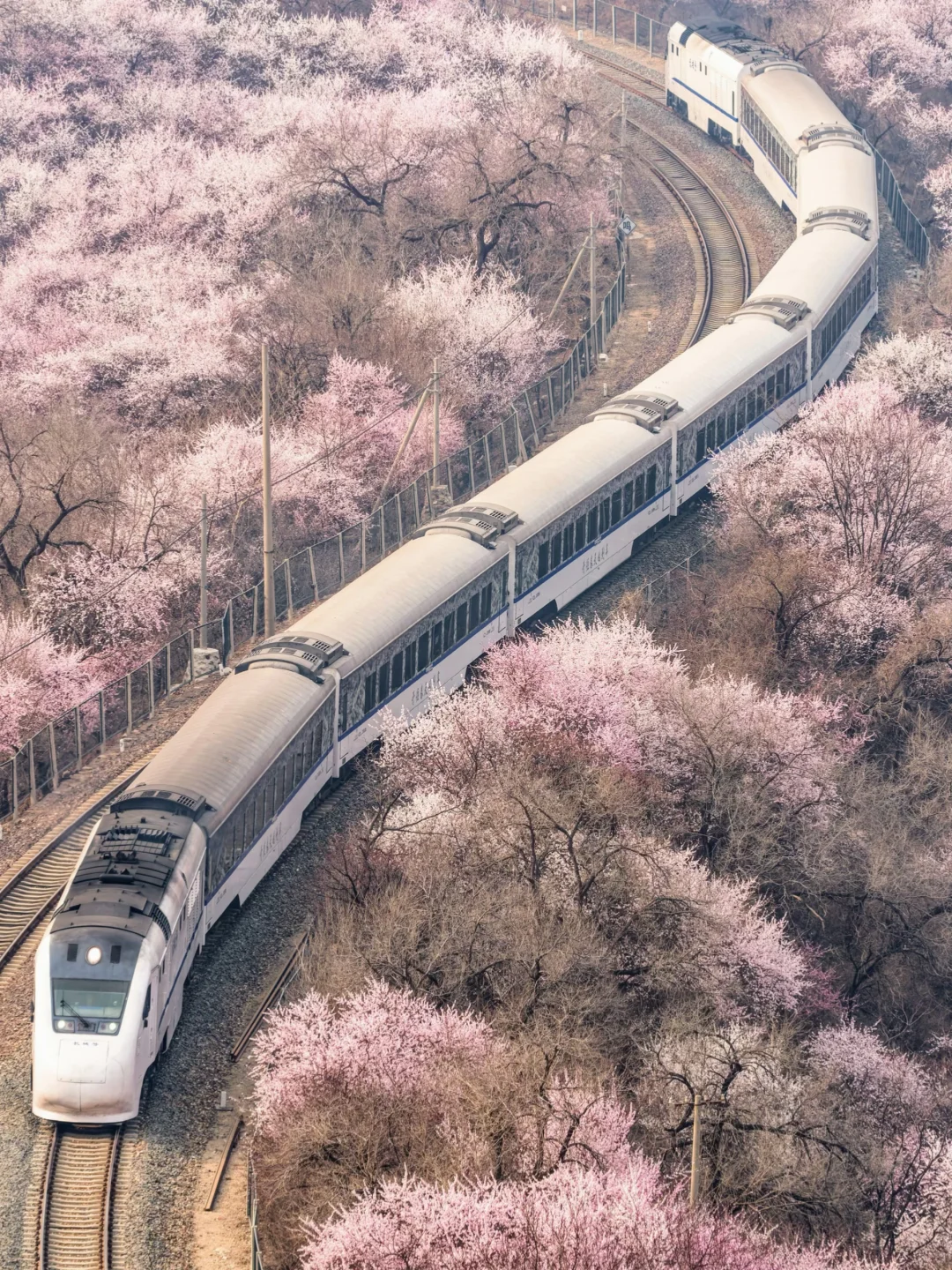 赏了3周的花，若选3个最美地方……