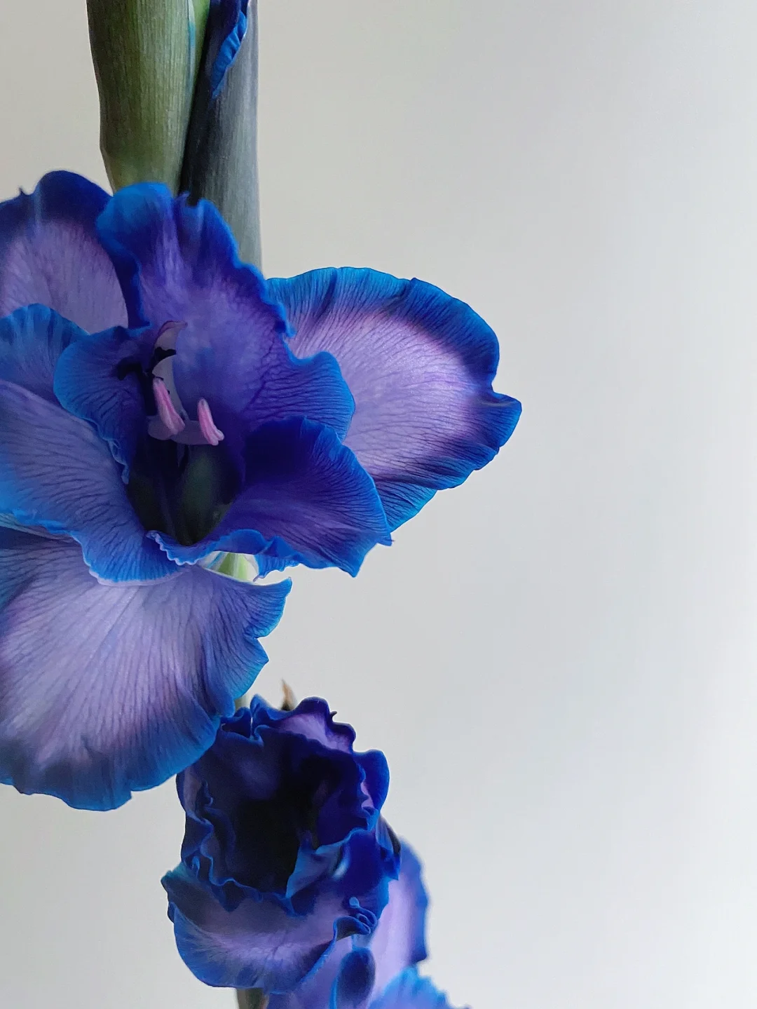 带你每天认识一种植物161｜小众蓝紫唐菖蒲