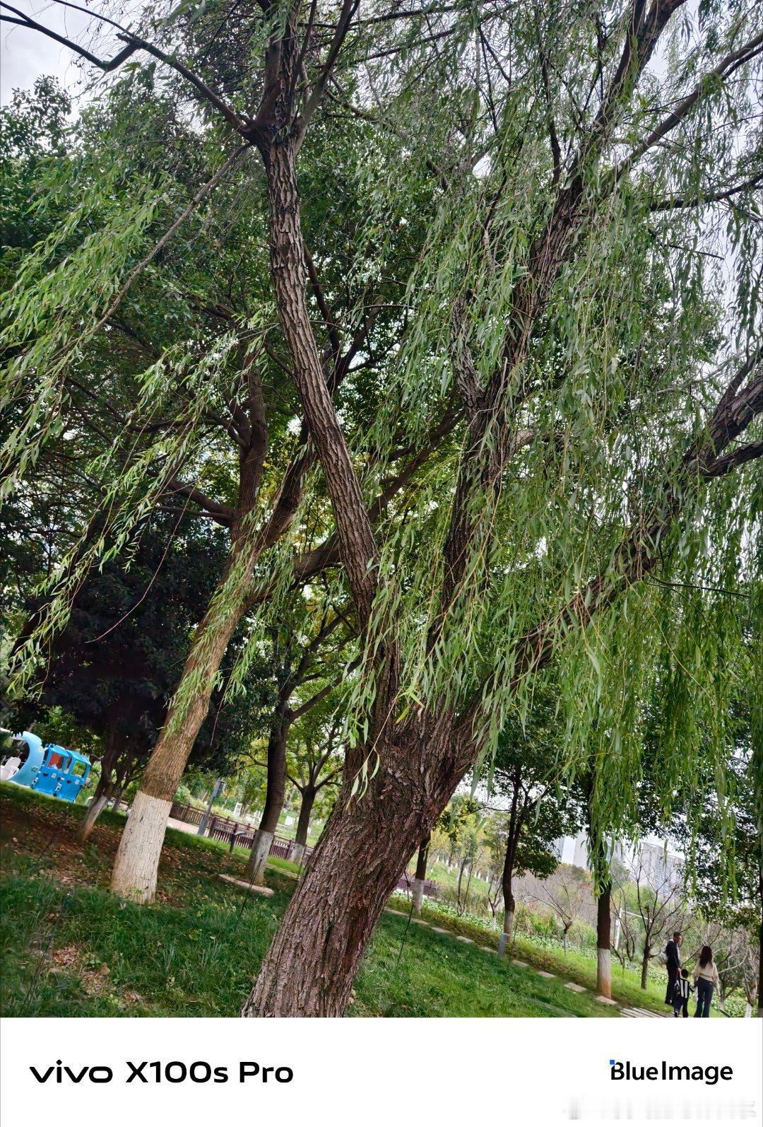 #vivo[超话]# 傍晚去小区花园，看到老奶奶坐在长椅上剥毛豆，绿叶堆在脚边，她慢悠悠地剥着，像在剥时光，连风都变得温柔了。 ​
