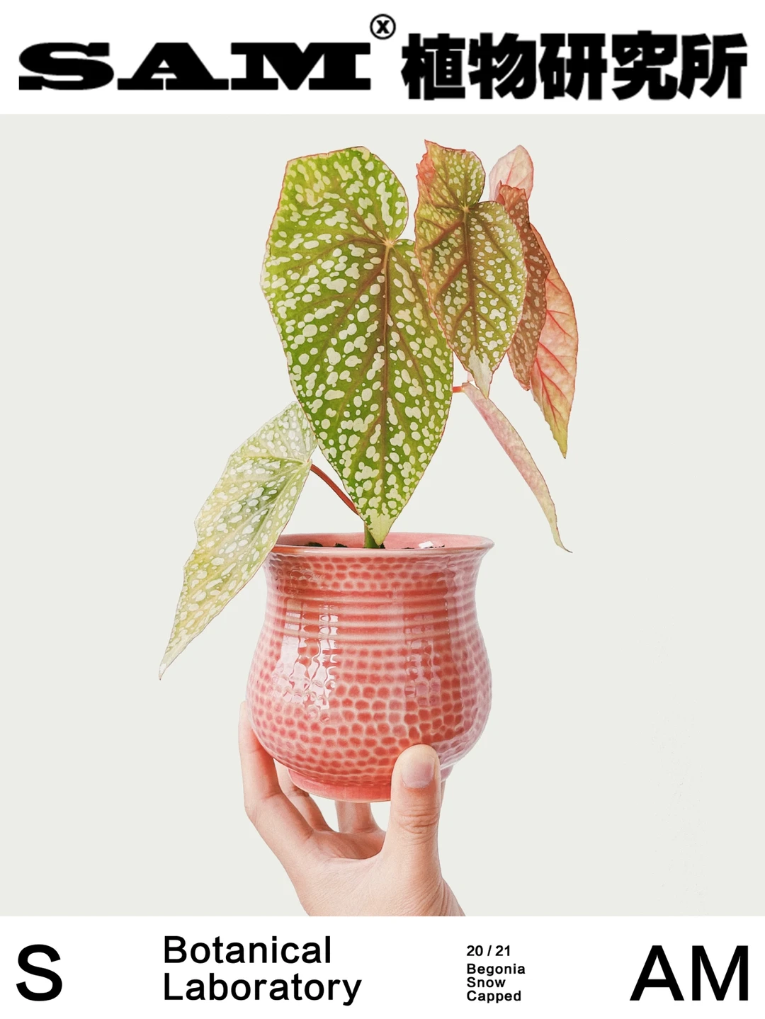 富士山秋海棠｜Begonia 'Snow Capped'