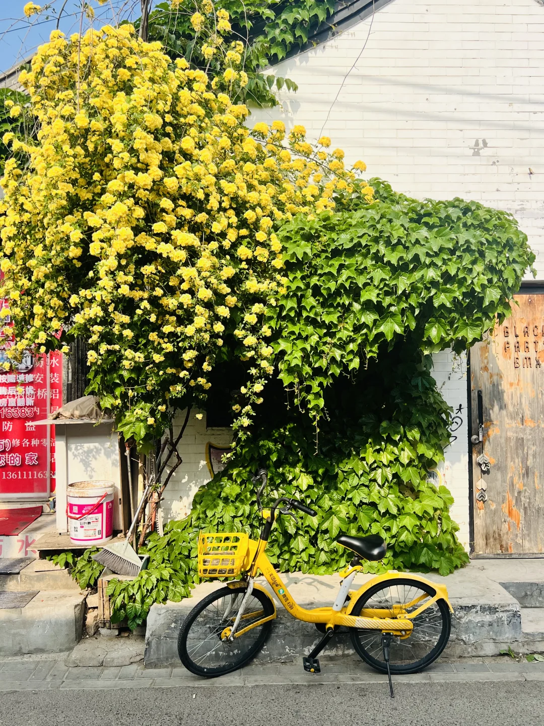 4.25🌸春日胡同赏花｜Citywalk详细路线