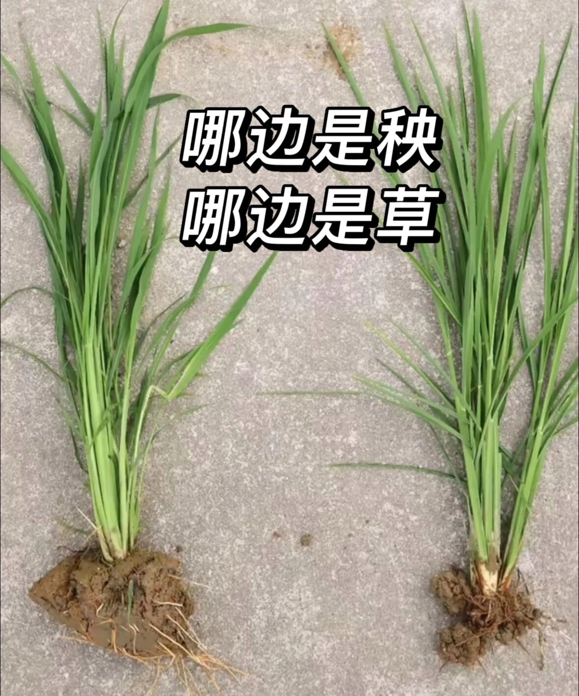 哪边是秧？哪边是草？分得清的绝对是行家里手，谁认得吗？

现在年轻人分得出秧苗和稗草的已经廖廖无几。农村人基本都进城务工去了，留下来还在种田的很少很少。那些农三代不事农活，五谷不分，别说种田技术，就是秧苗稗草都不会区分。

真正会区分的，还得是经验老道的行家才行！