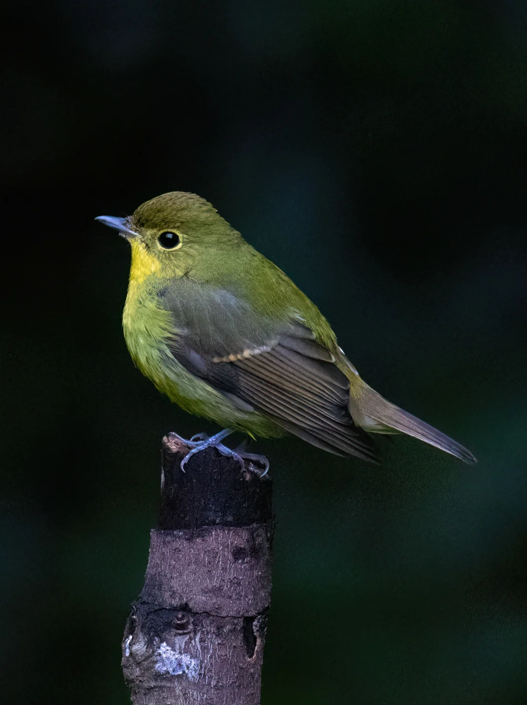 这只在重庆罕见路过的绿背姬鹟还是等到了我