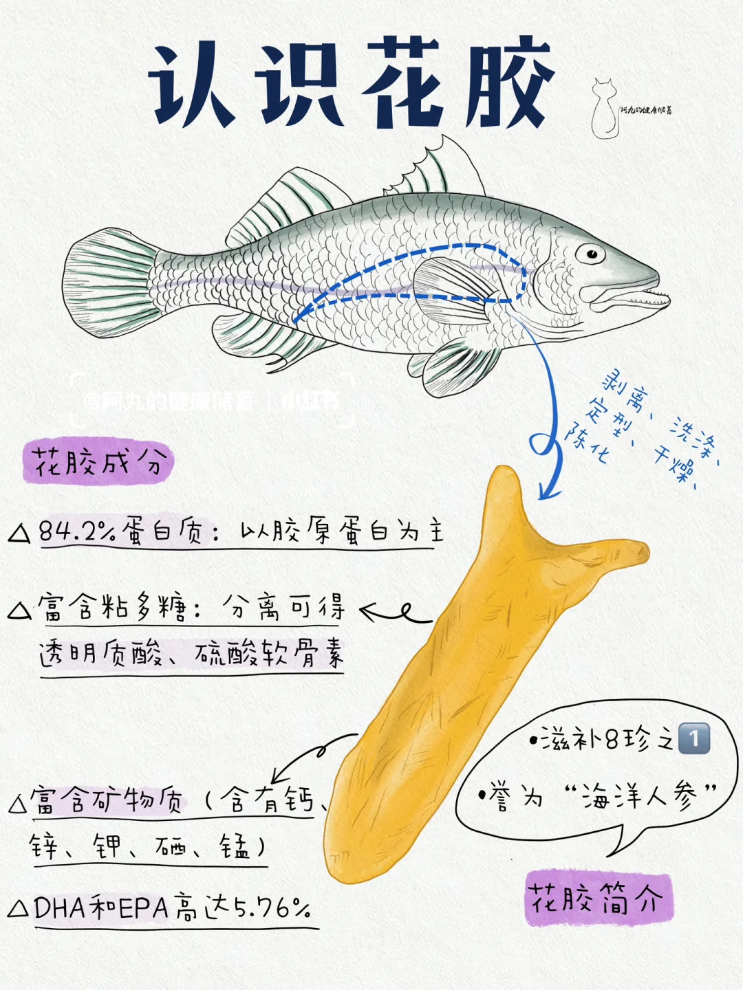 冬吃花胶好时节，进补佳品有益处‼️