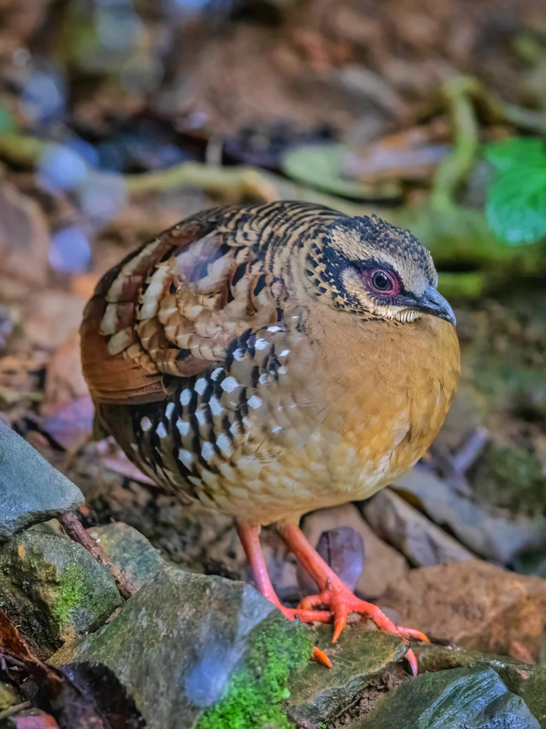 震惊！山间惊现会走路的球状物！其实是...