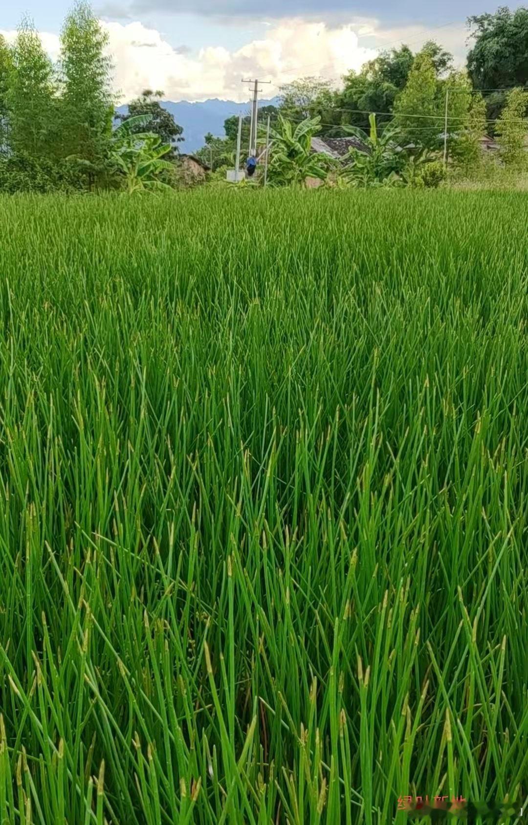 用绿叶新地种植马蹄，张阿姨成了回头客            9月12日...