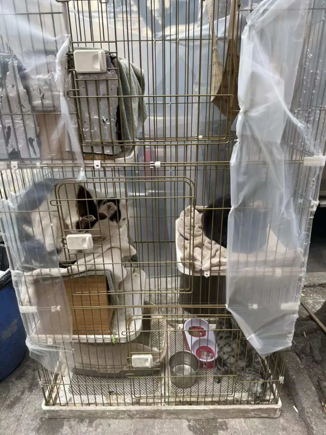 这么冷的天，小猫们都蜷缩起来了