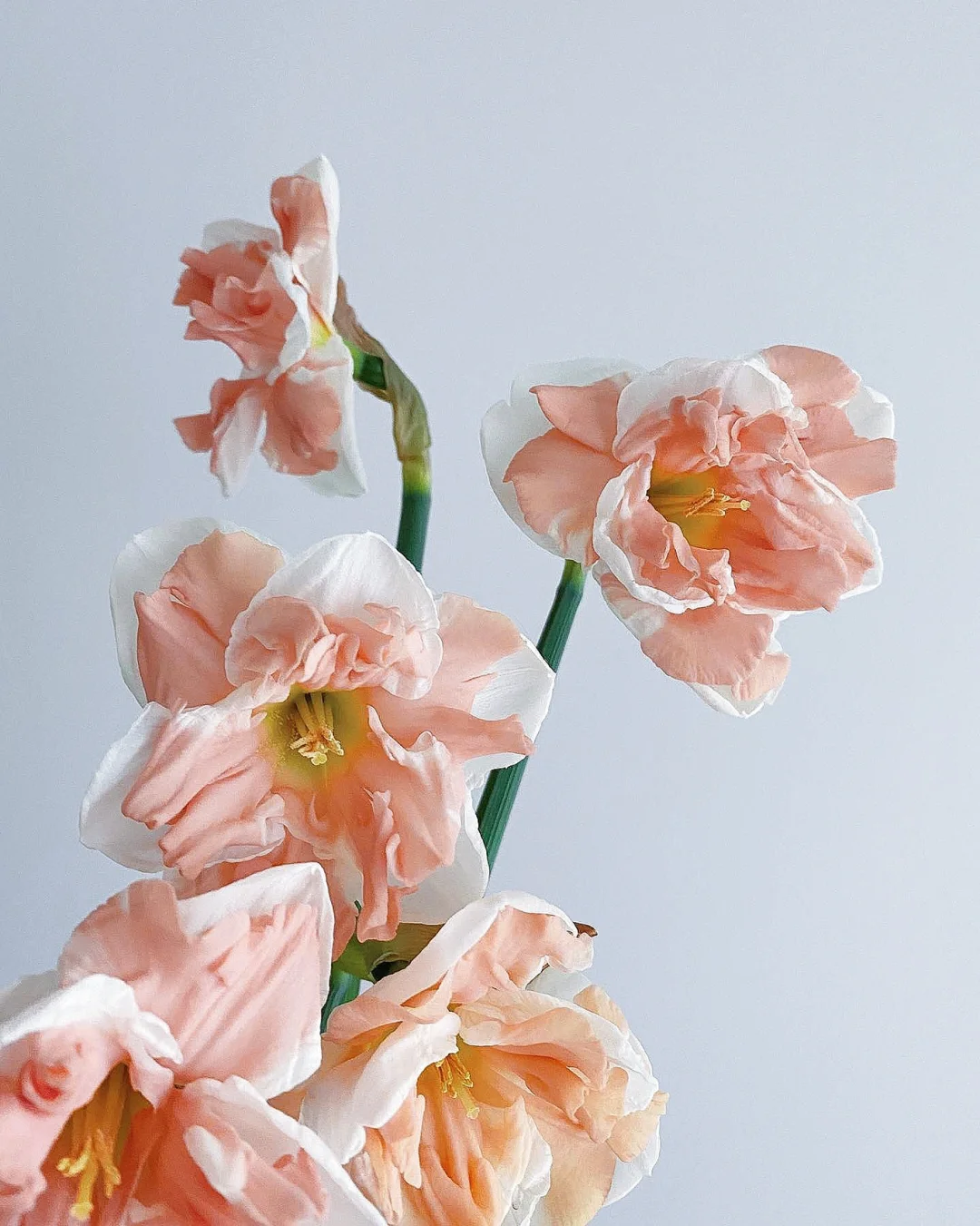 带你每天认识一种花材138｜重瓣荷兰洋水仙