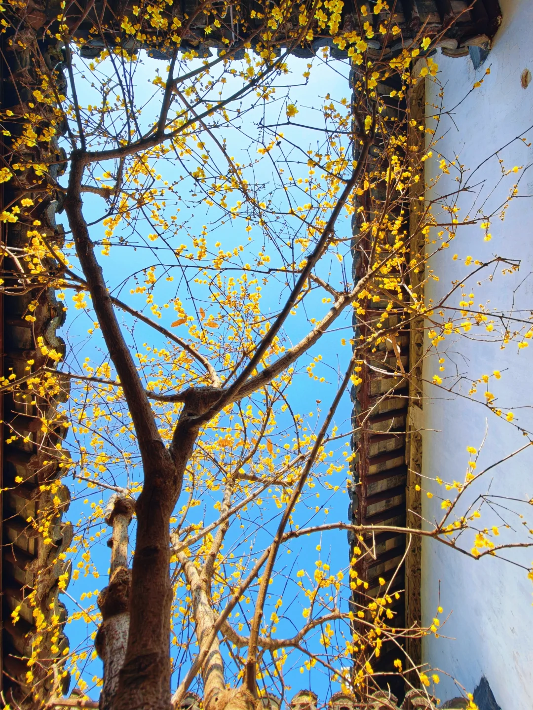 狮子林赏腊梅！请记得一定要抬头看！！！