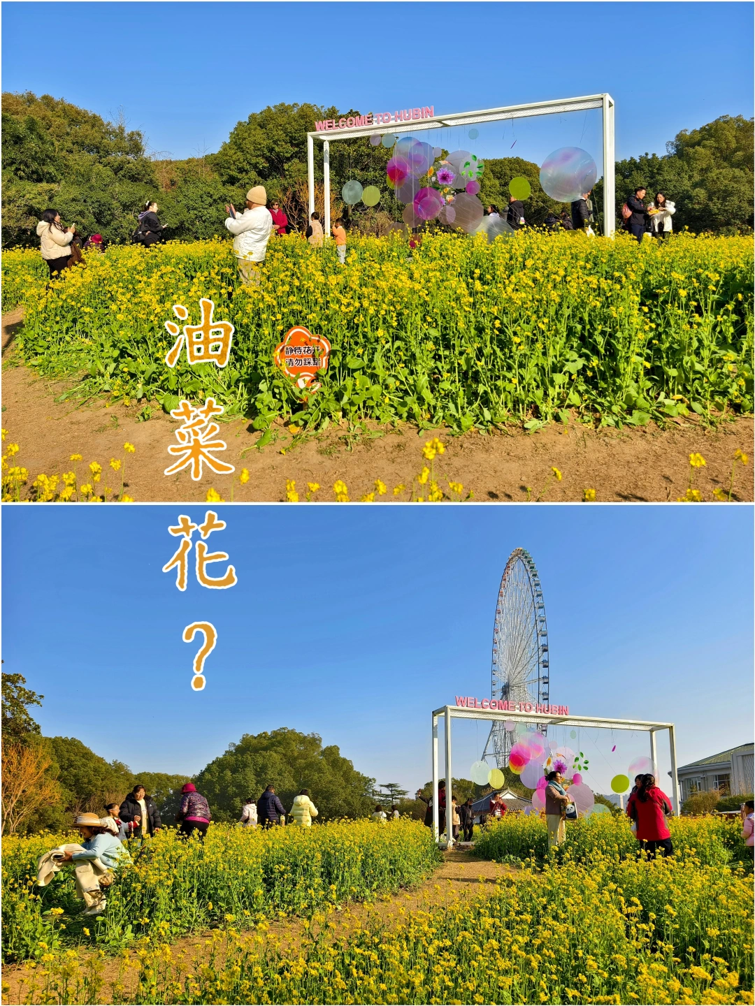 太湖之星摩天轮|这里有红嘴鸥，还有油菜花