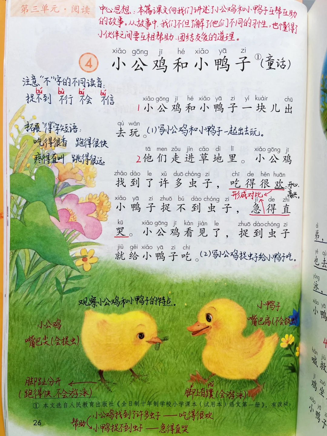 一年级下册语文｜《小公鸡和小鸭子》课堂笔记