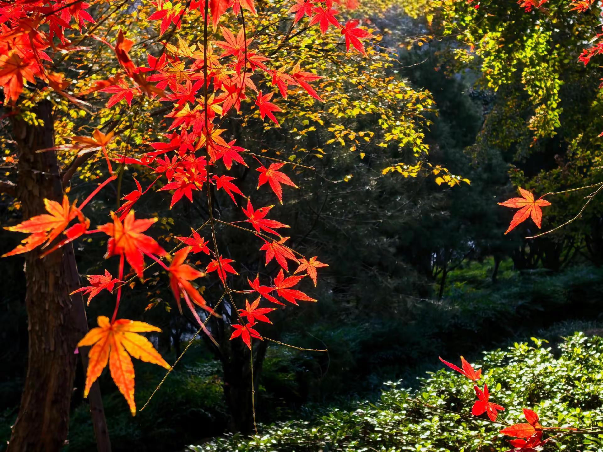 天河公园的红枫叶 历经春夏与秋冬不惧风霜情更浓一怀诗意凌风舞枫叶偏爱夕...